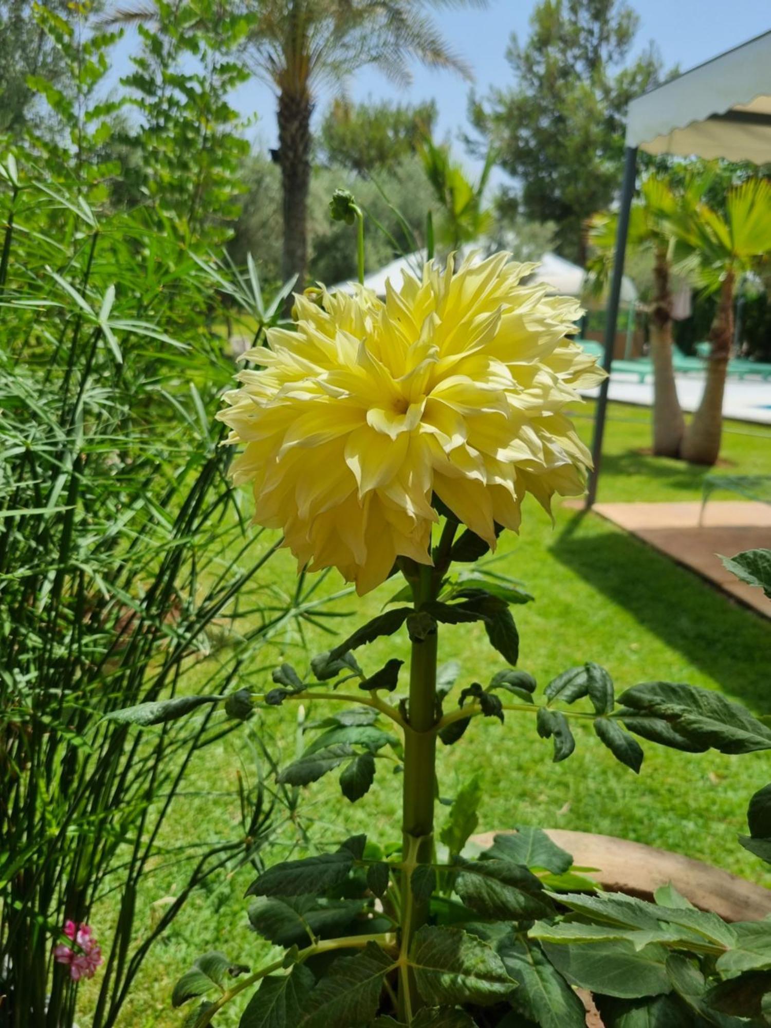 Riad Les Deux Citronniers Marrakesh Bilik gambar