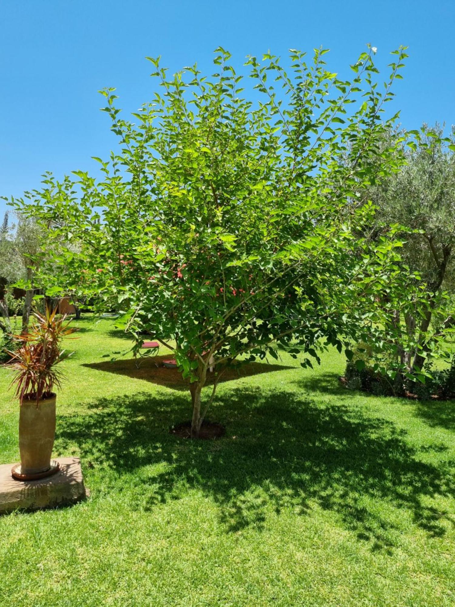 Riad Les Deux Citronniers Marrakesh Bilik gambar